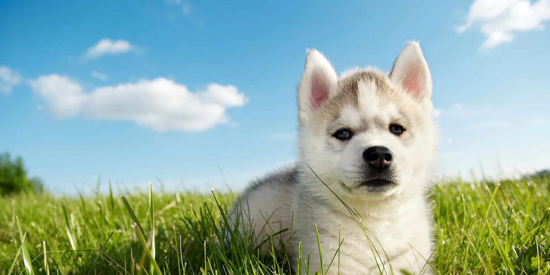 Natural Grass, Happy Paws